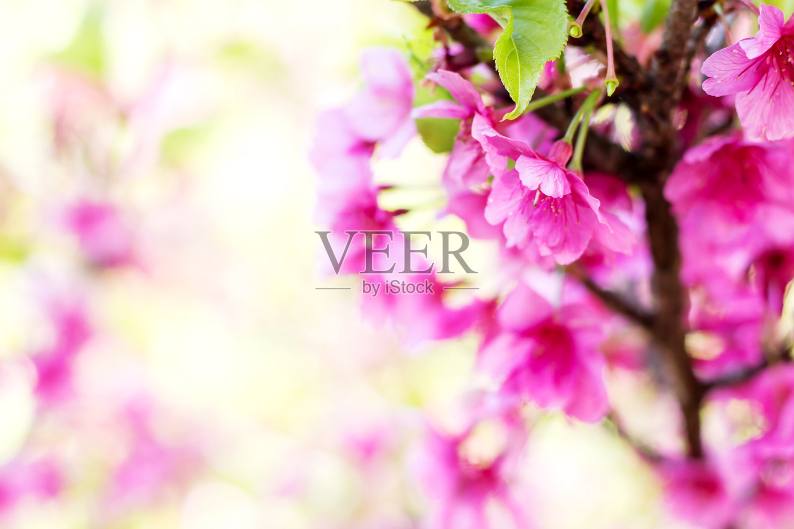 大老虎花照片摄影图片