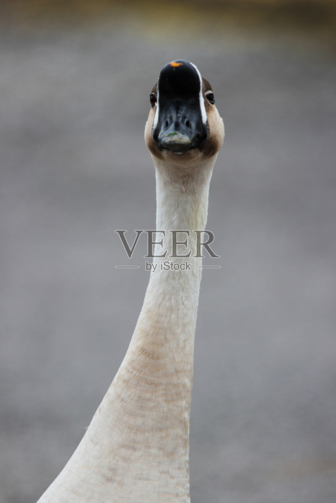 中国鹅摆姿势的特写镜头照片摄影图片