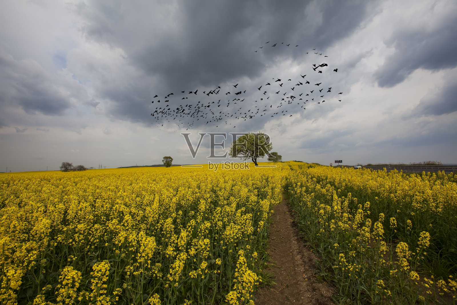 黄色的领域照片摄影图片