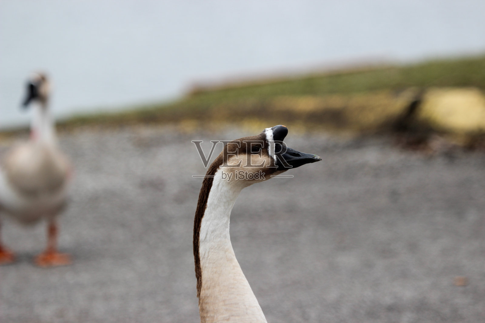 中国鹅的外形向左看照片摄影图片
