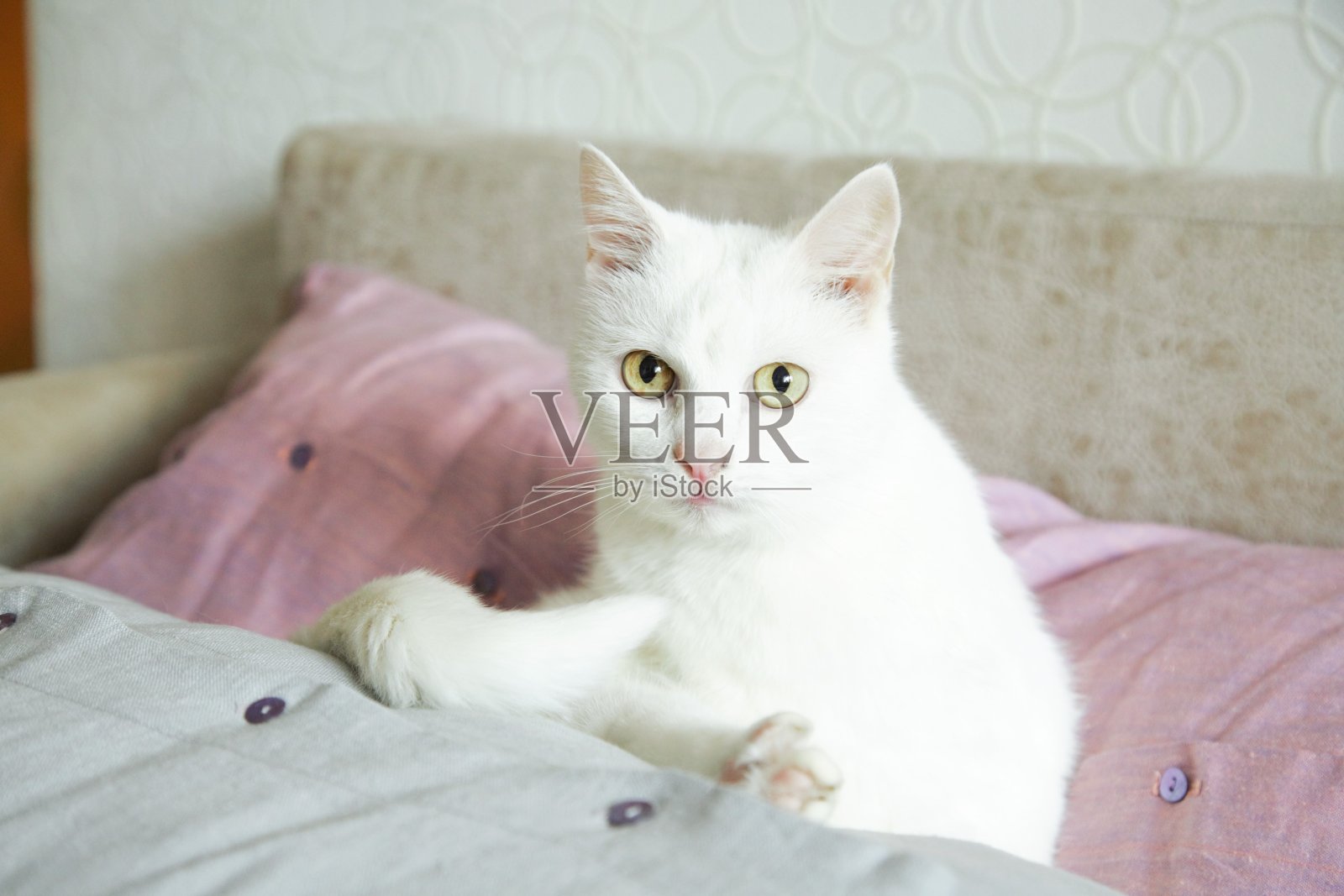 猫的眼睛照片摄影图片