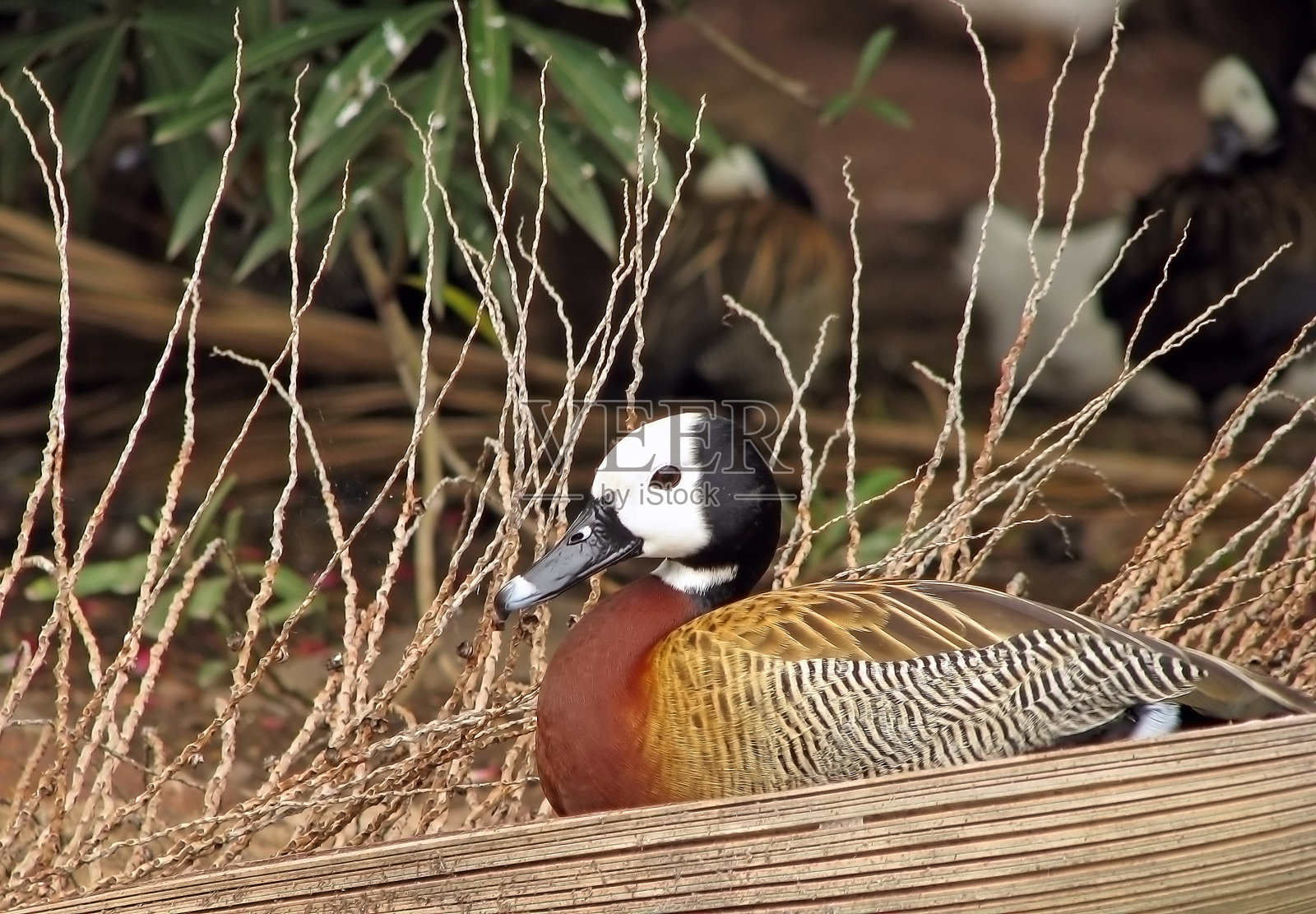 棕色的鸭子照片摄影图片