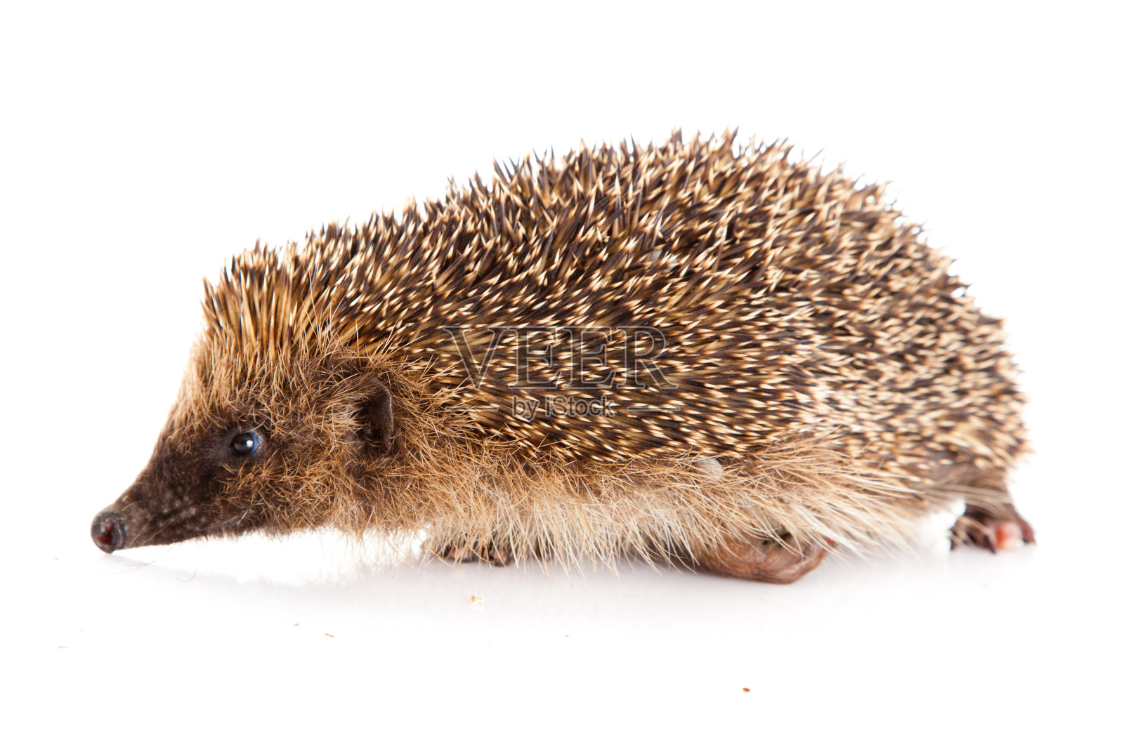 白色背景上的刺猬照片摄影图片