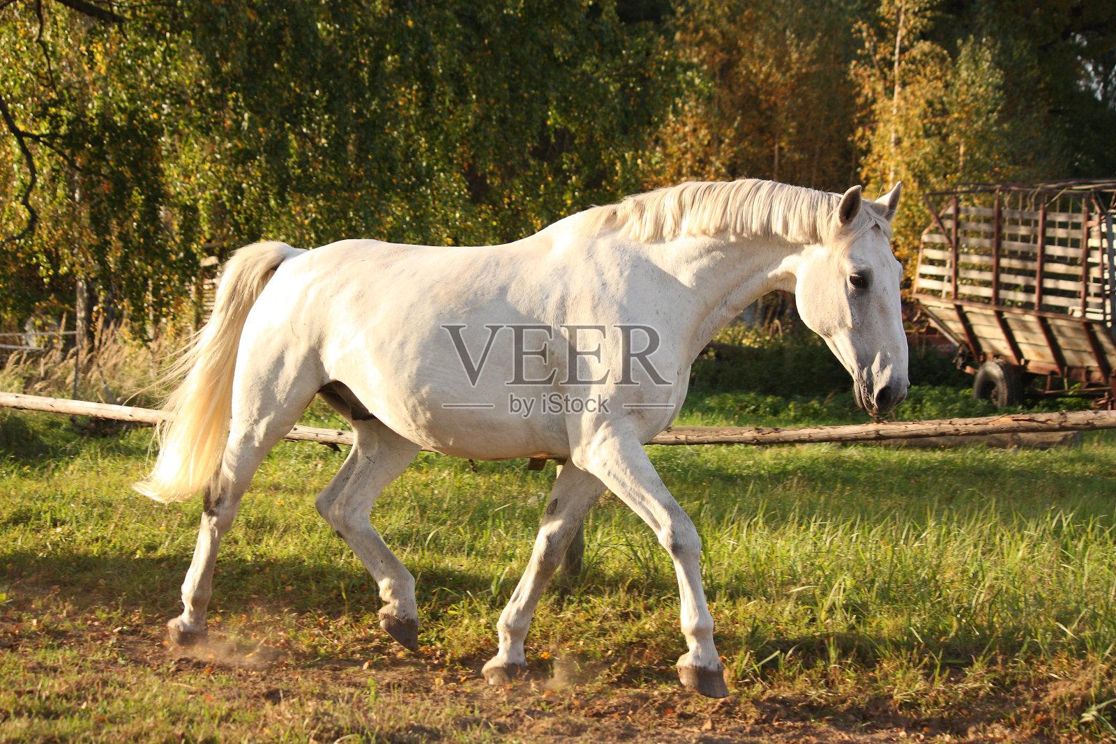 美丽的白马奔跑着，小跑着照片摄影图片