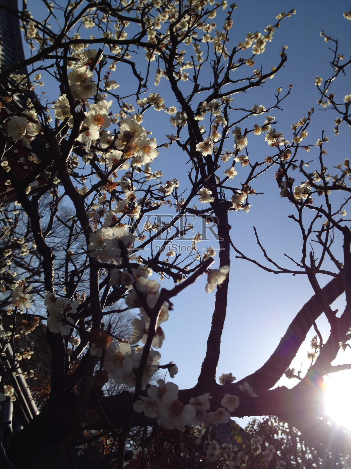 春天的花朵,东京照片摄影图片