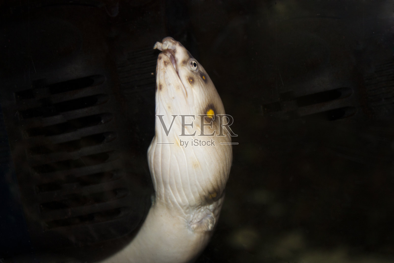 咸水鳗鱼鱼，各种场景照片摄影图片