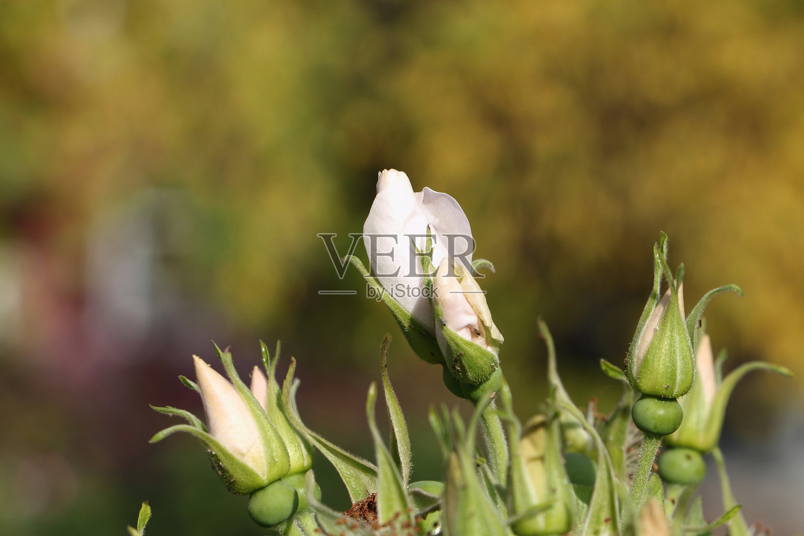 花园里绽放着狗的花蕾照片摄影图片