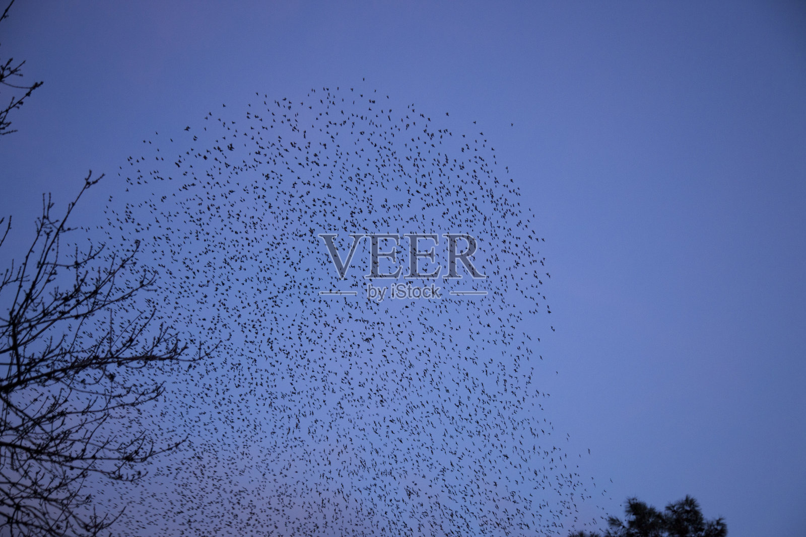 椋鸟的舞蹈照片摄影图片