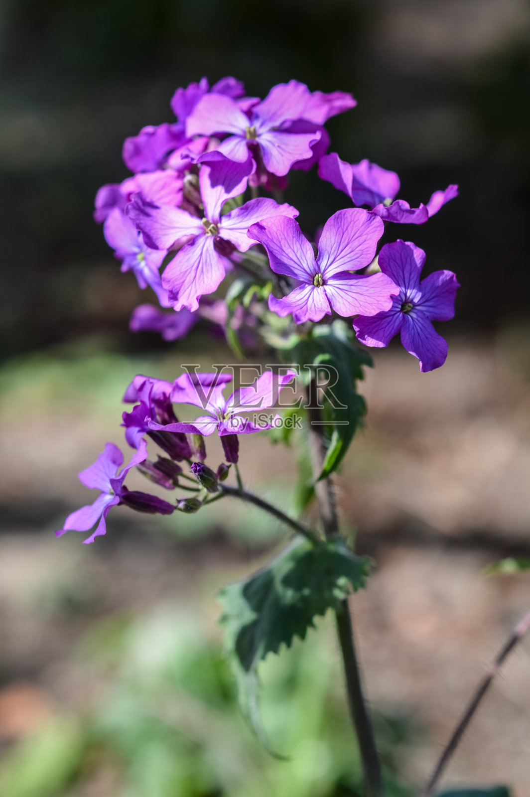 月牙，花stage诚，或银元照片摄影图片