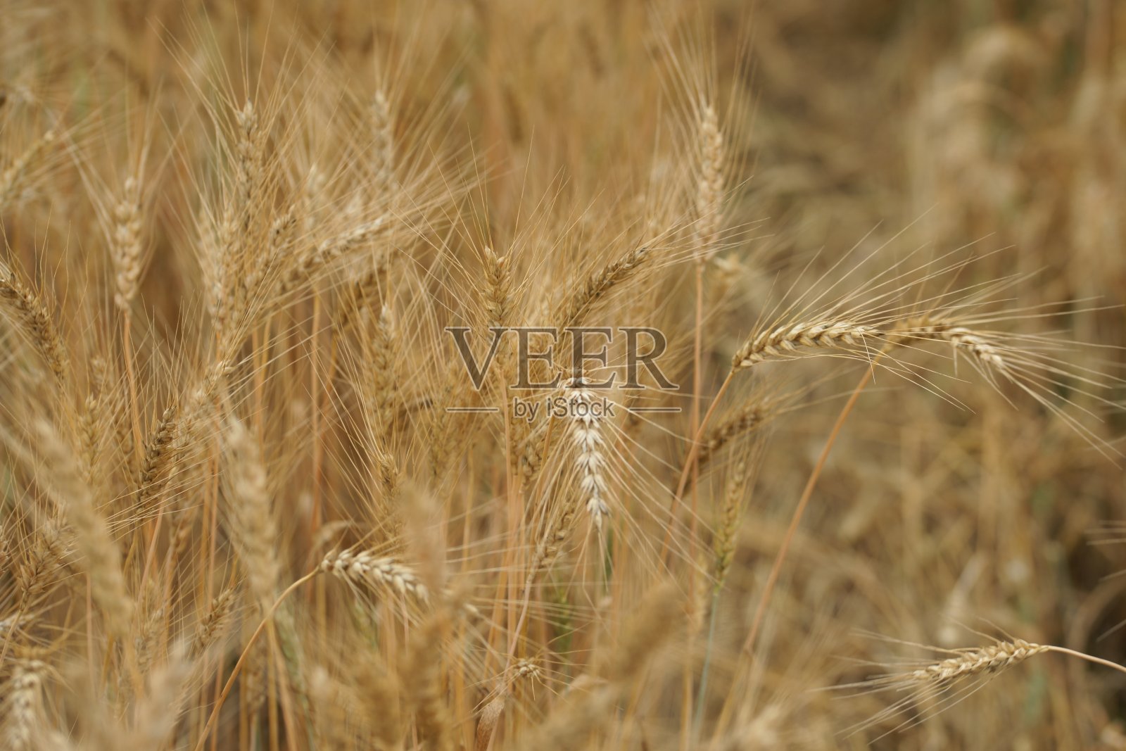 七月的麦田照片摄影图片
