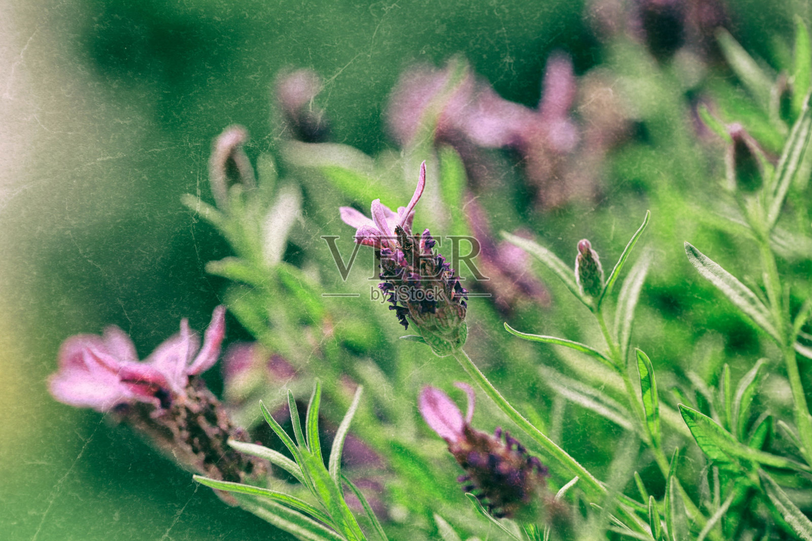 薰衣草照片摄影图片