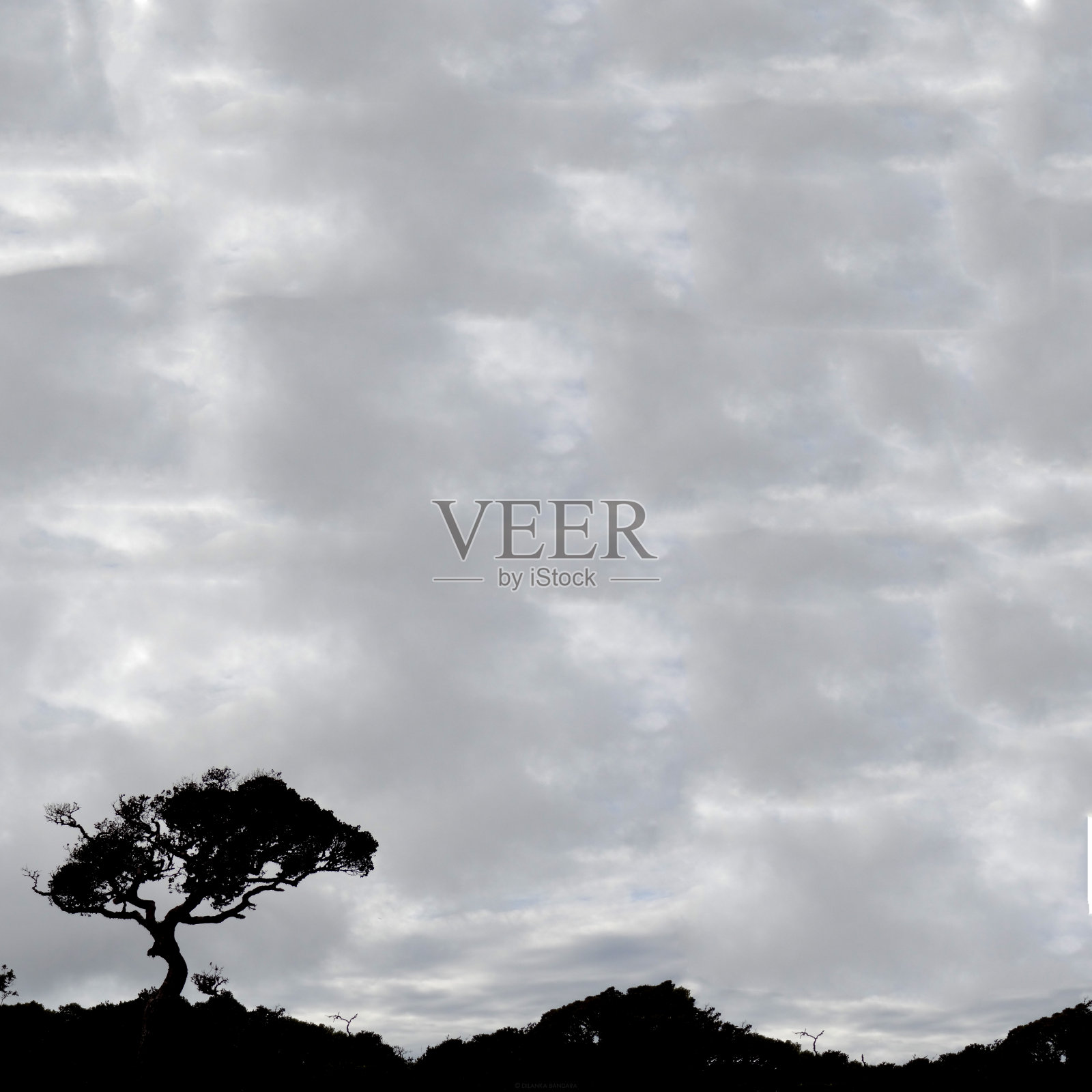 孤独的树照片摄影图片