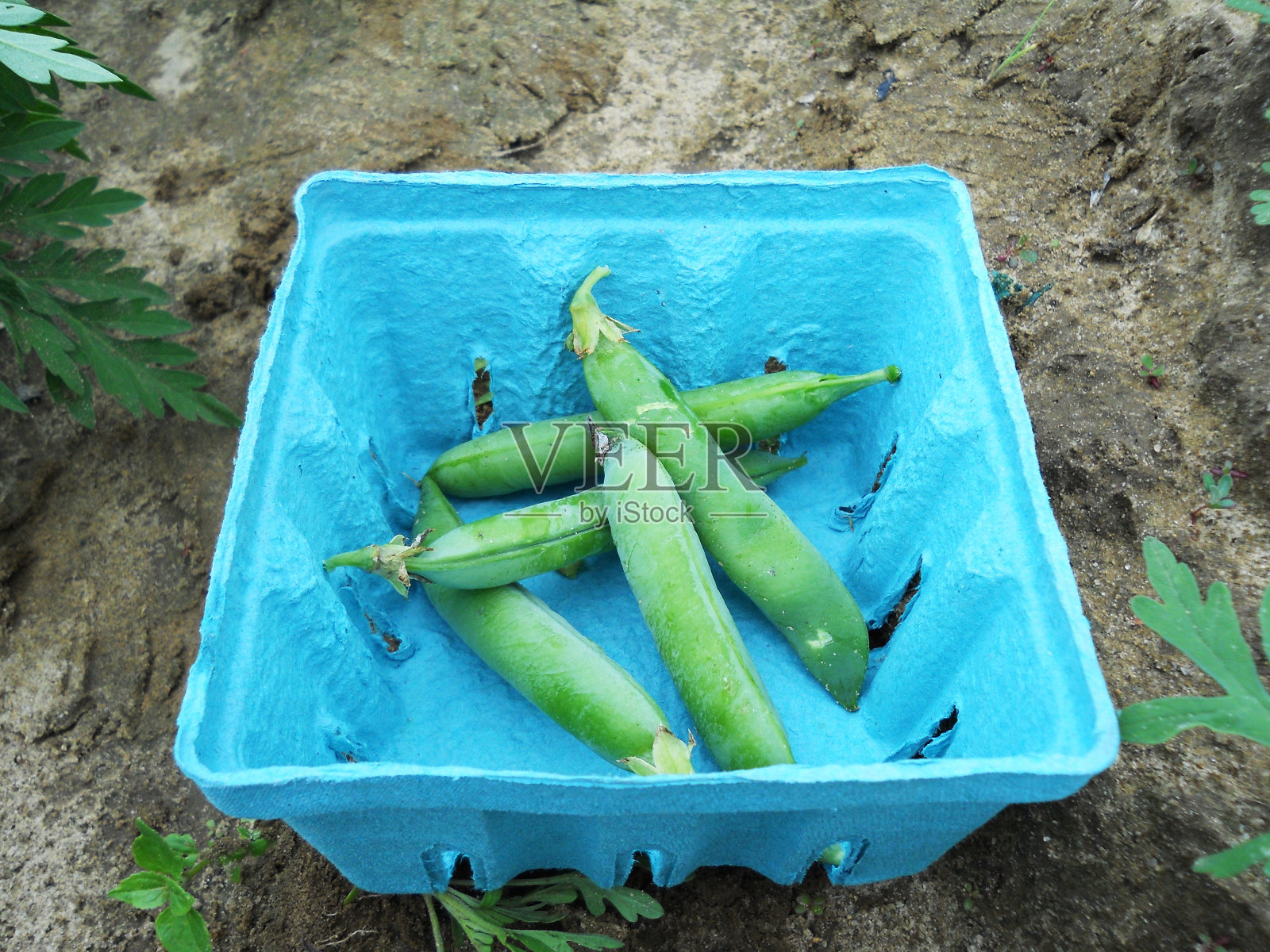 新鲜的豌豆照片摄影图片