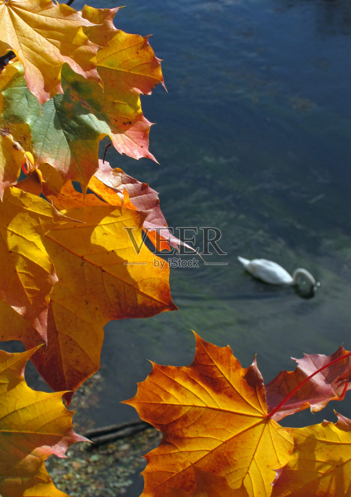 什罗普郡秋天的色彩。照片摄影图片