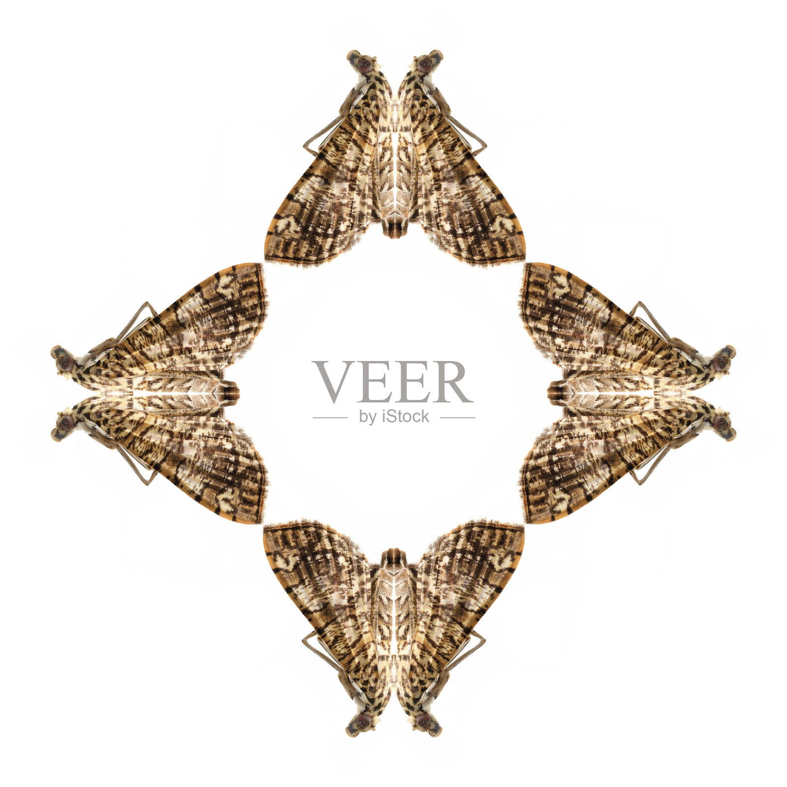 几何蝴蝶形状孤立在白色背景照片摄影图片