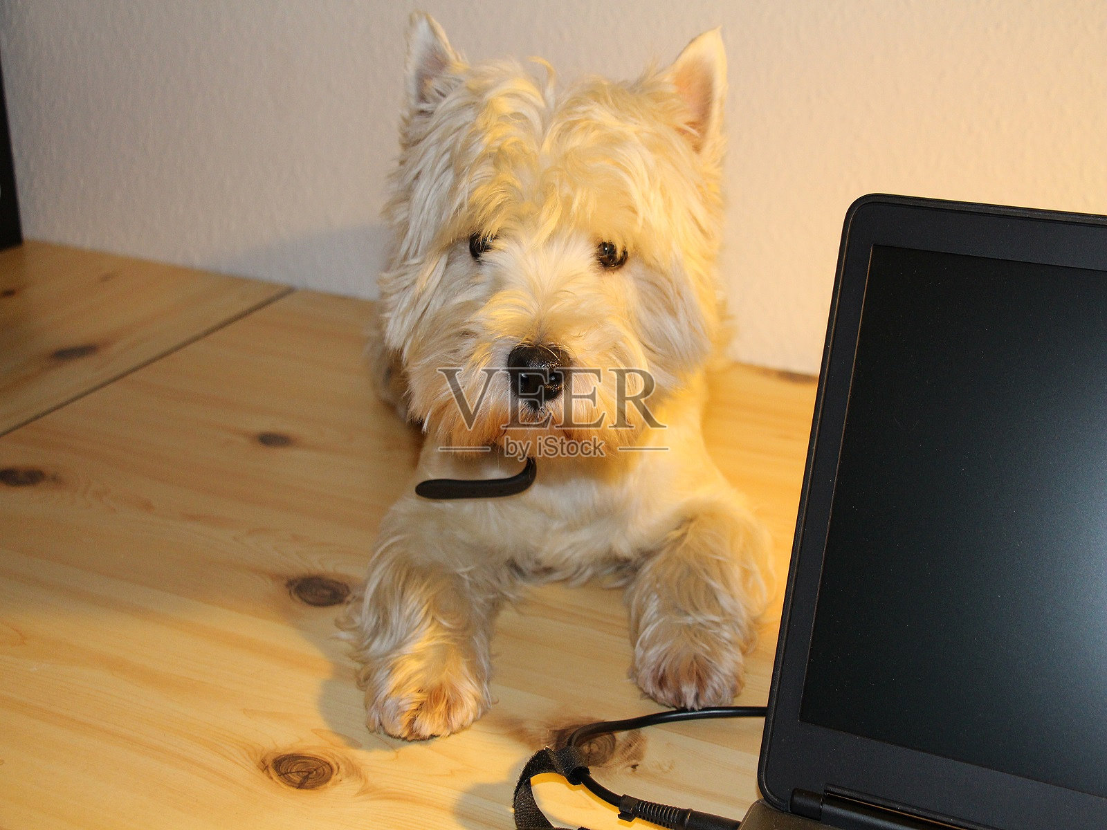 西部高地白梗办公室狗照片摄影图片