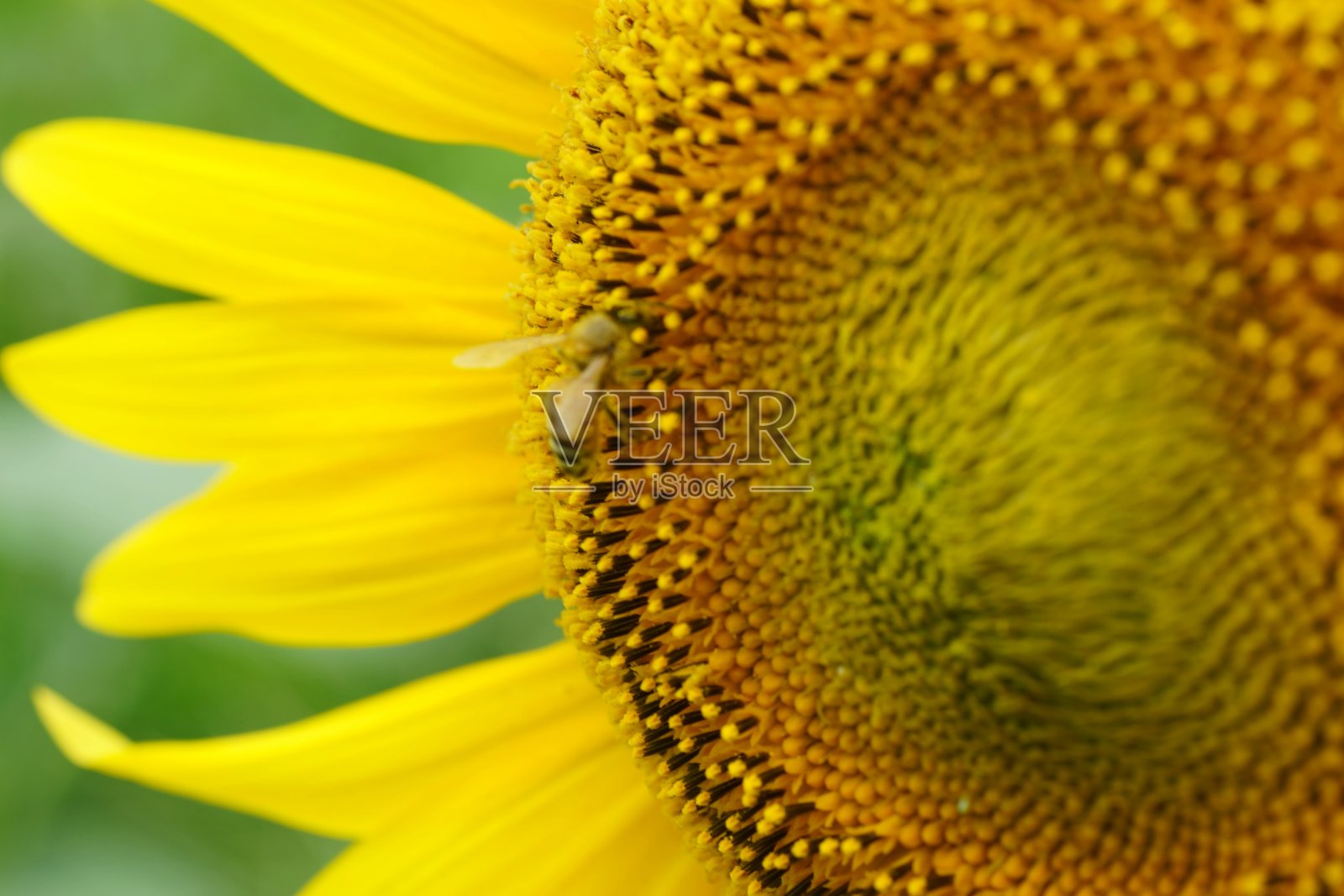 向日葵照片摄影图片