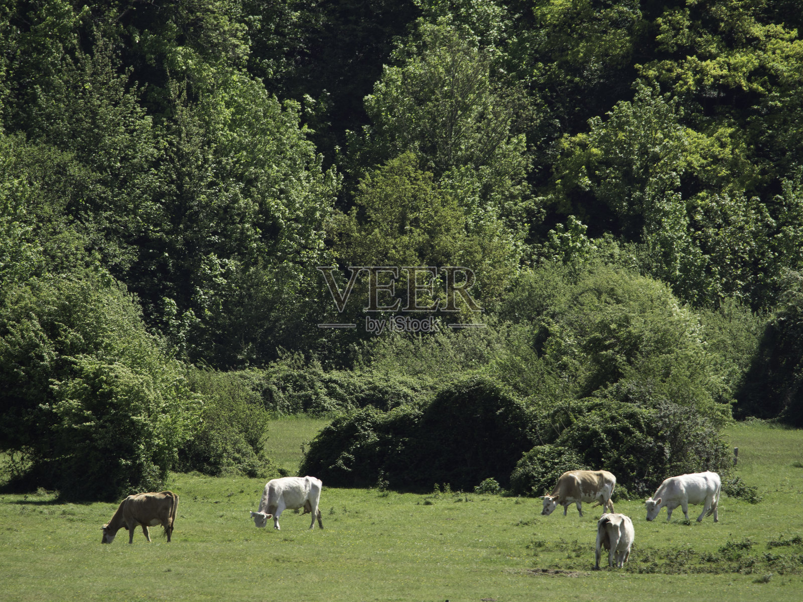 韦德照片摄影图片