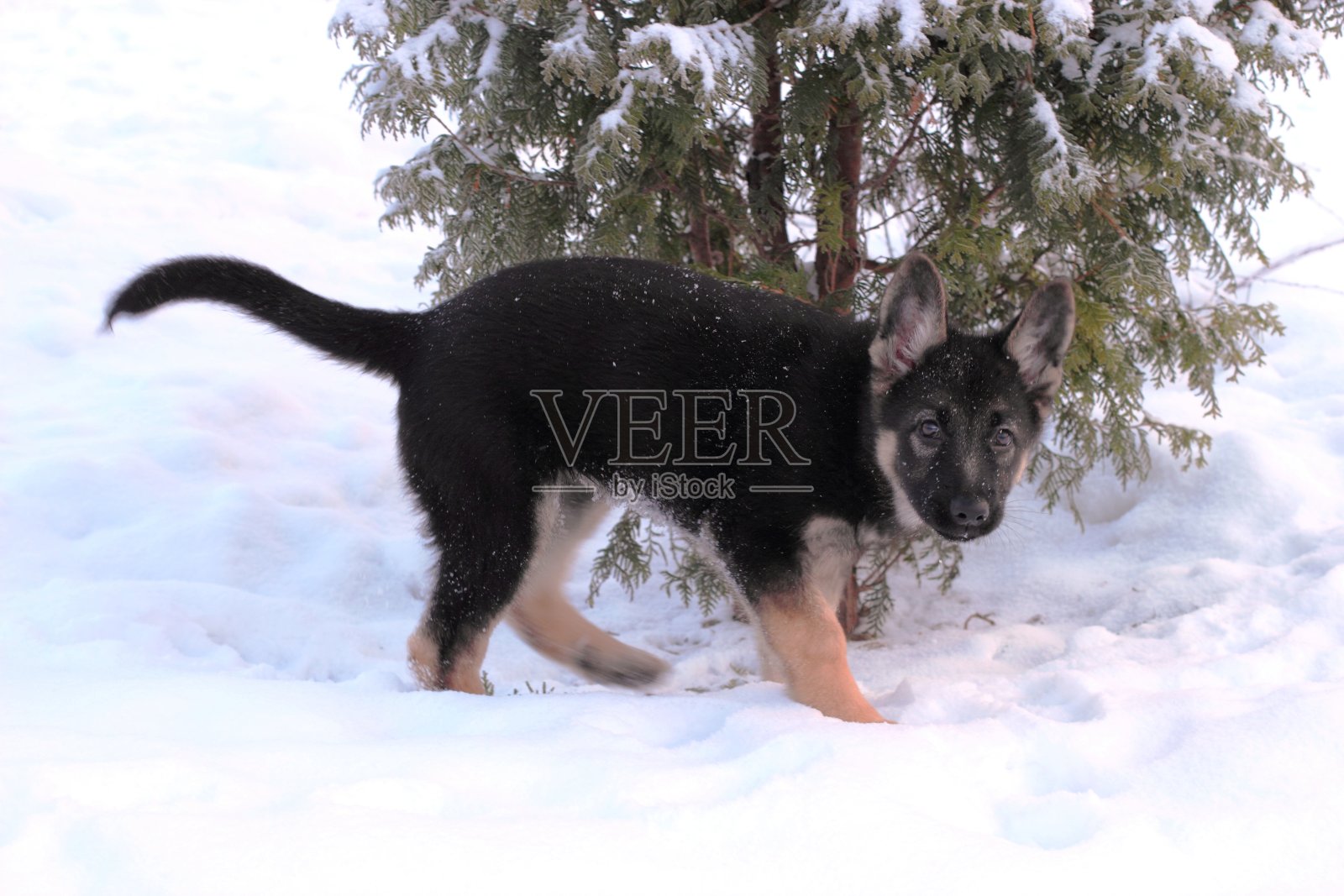 牧羊人的小狗照片摄影图片