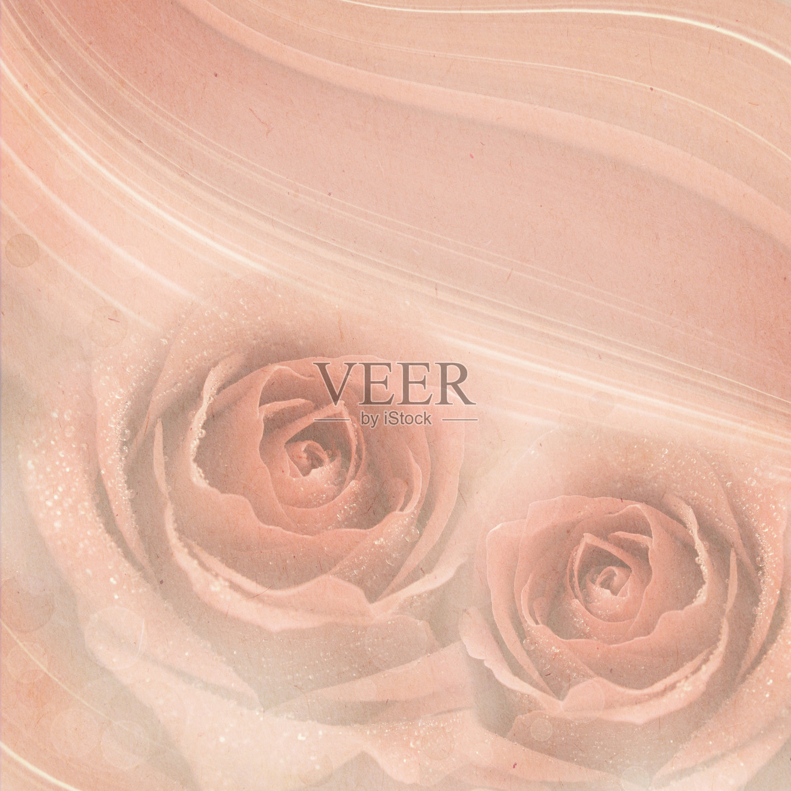 玫瑰鲜花的背景照片摄影图片