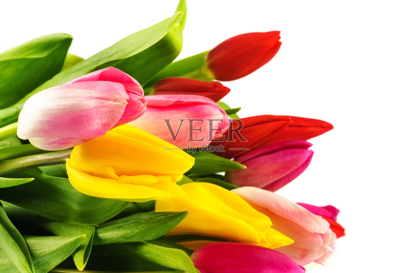 一束五颜六色的郁金香。照片摄影图片