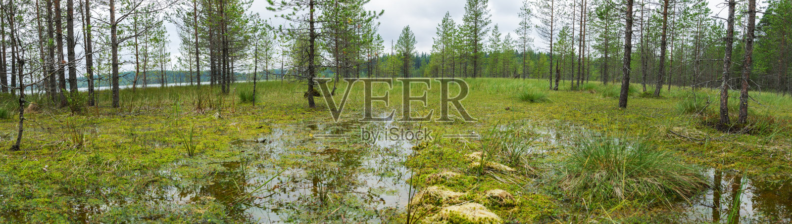 沼泽和松树灌木丛的全景。照片摄影图片