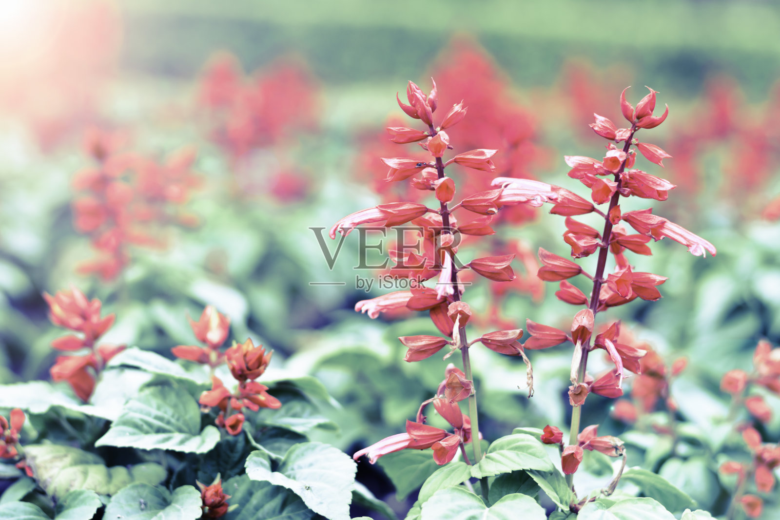 彩色花朵作背景照片摄影图片