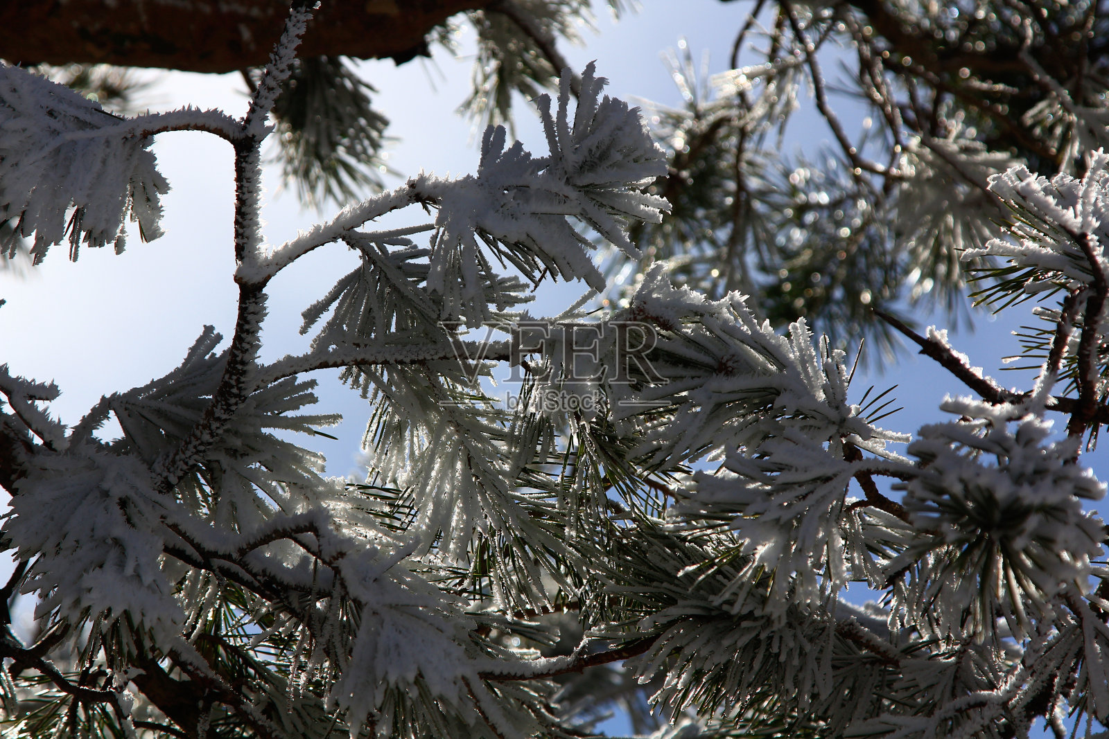 上面是美丽的冰松树枝照片摄影图片