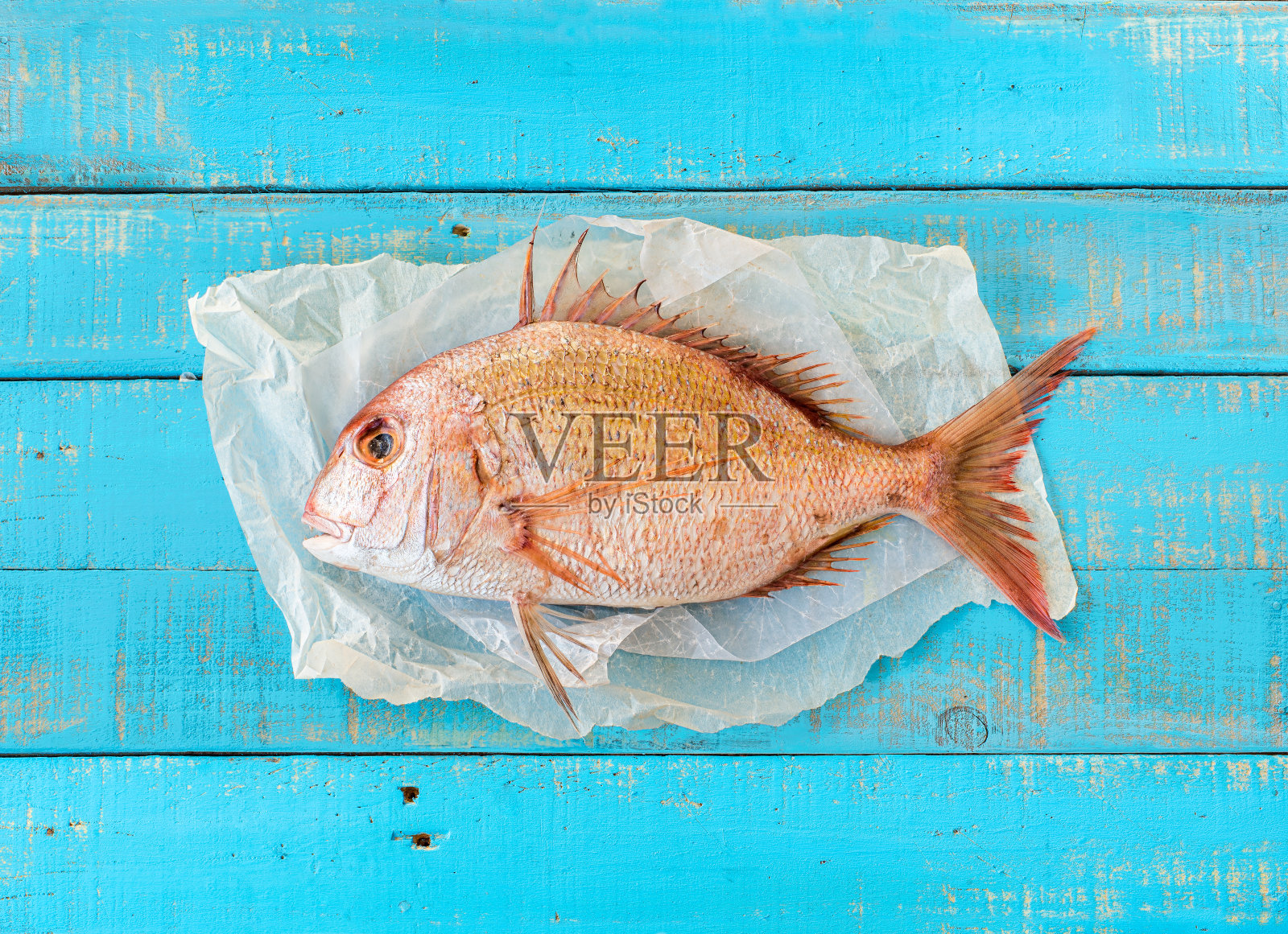 棘鬣鱼鱼。照片摄影图片