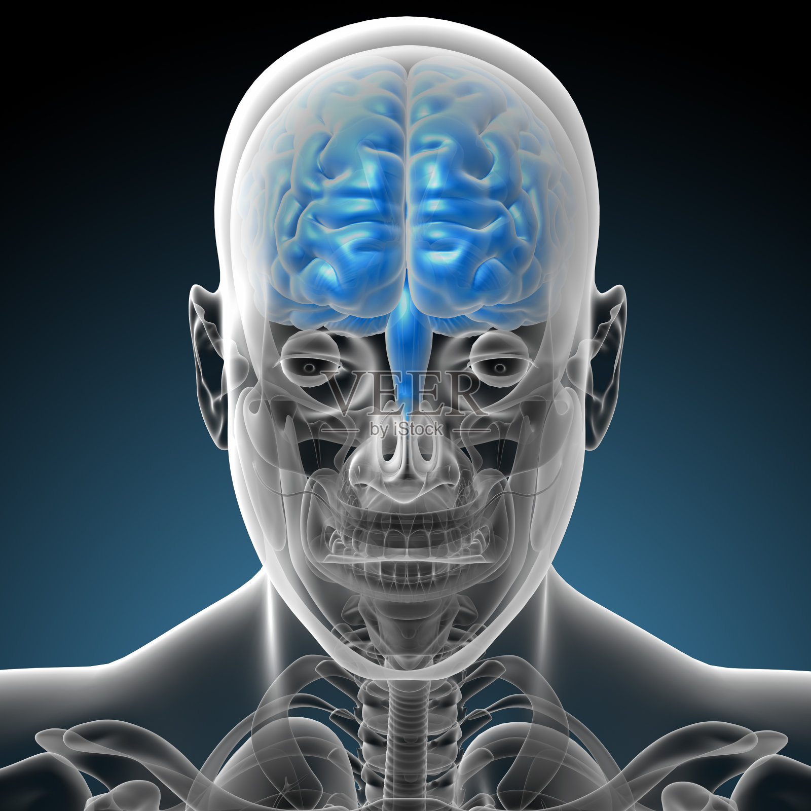 3d渲染大脑的医学插图照片摄影图片