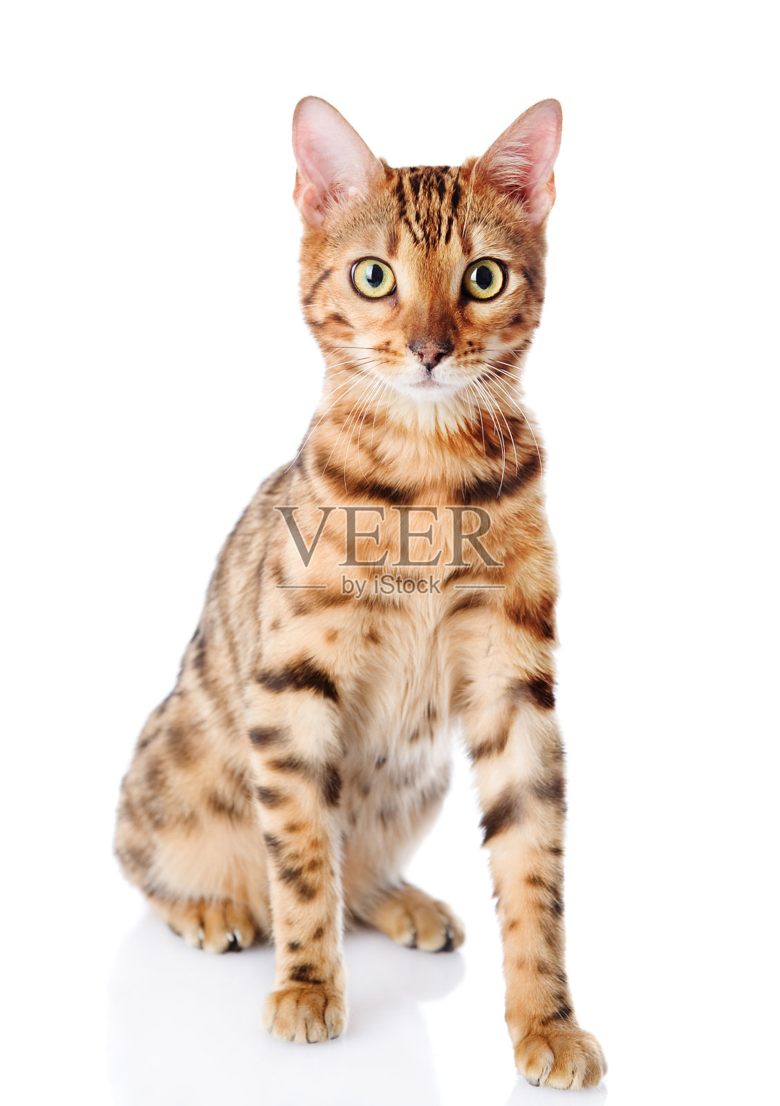 孟加拉猫品种。孤立在白色背景上。照片摄影图片