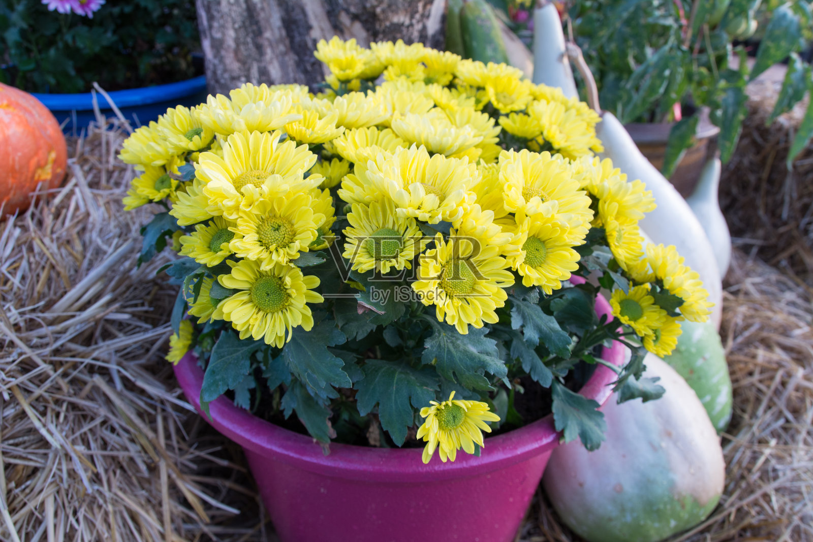 美丽的花园的花照片摄影图片