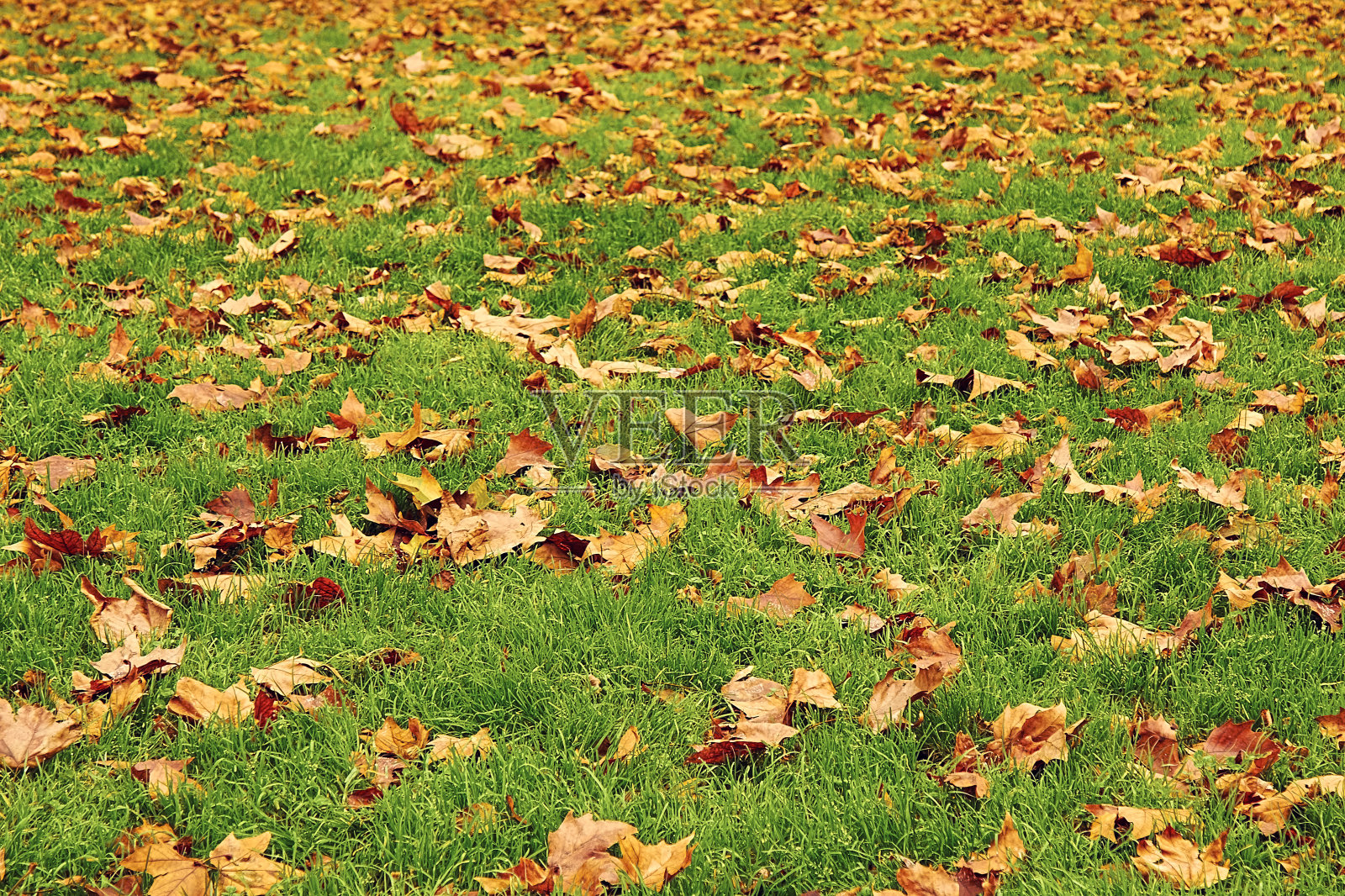 福格利奥通纳利照片摄影图片