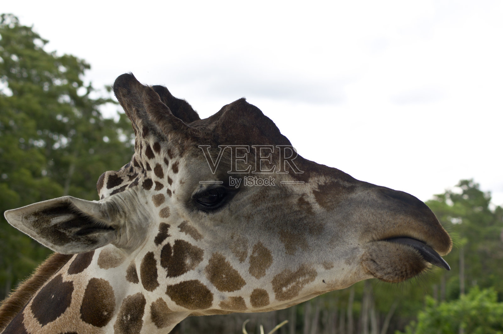 长颈鹿照片摄影图片
