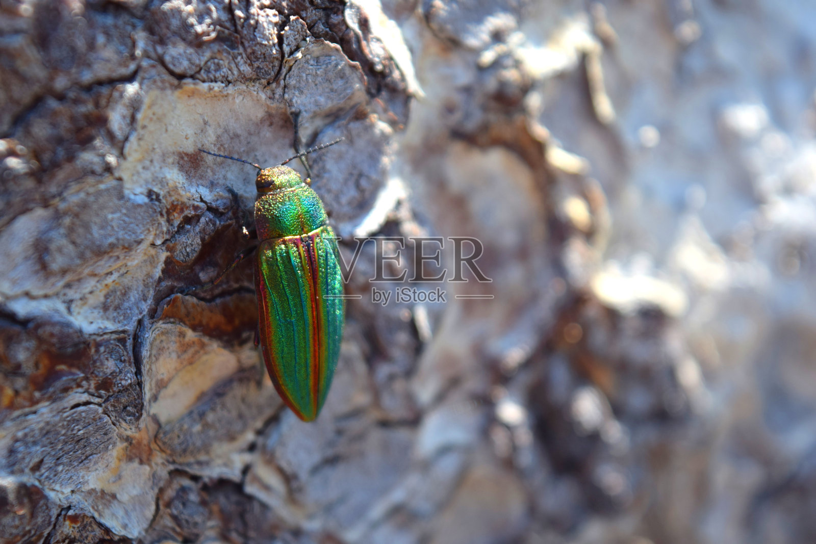 原木上的宝石甲虫照片摄影图片