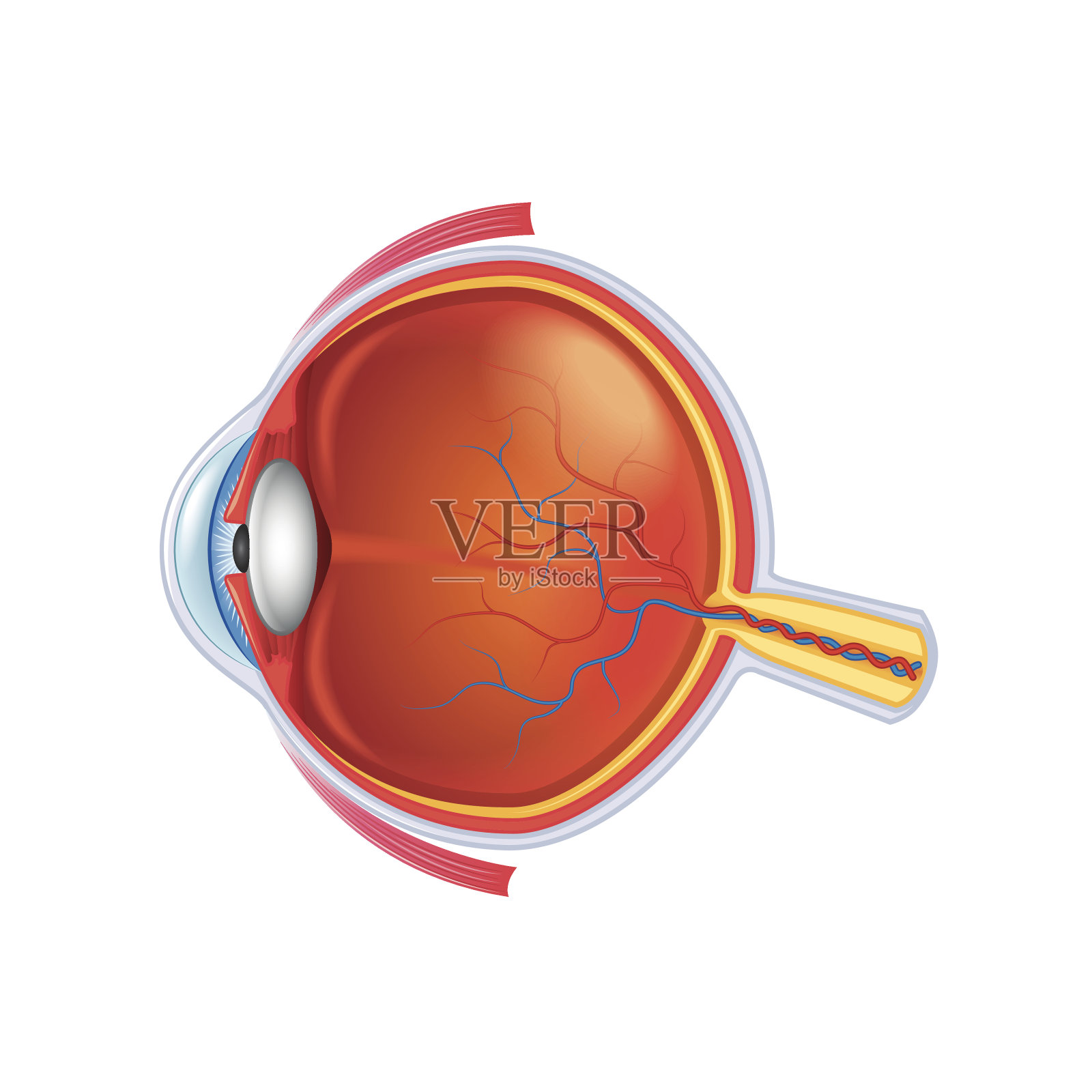 眼睛解剖分离在白色载体上插画图片素材