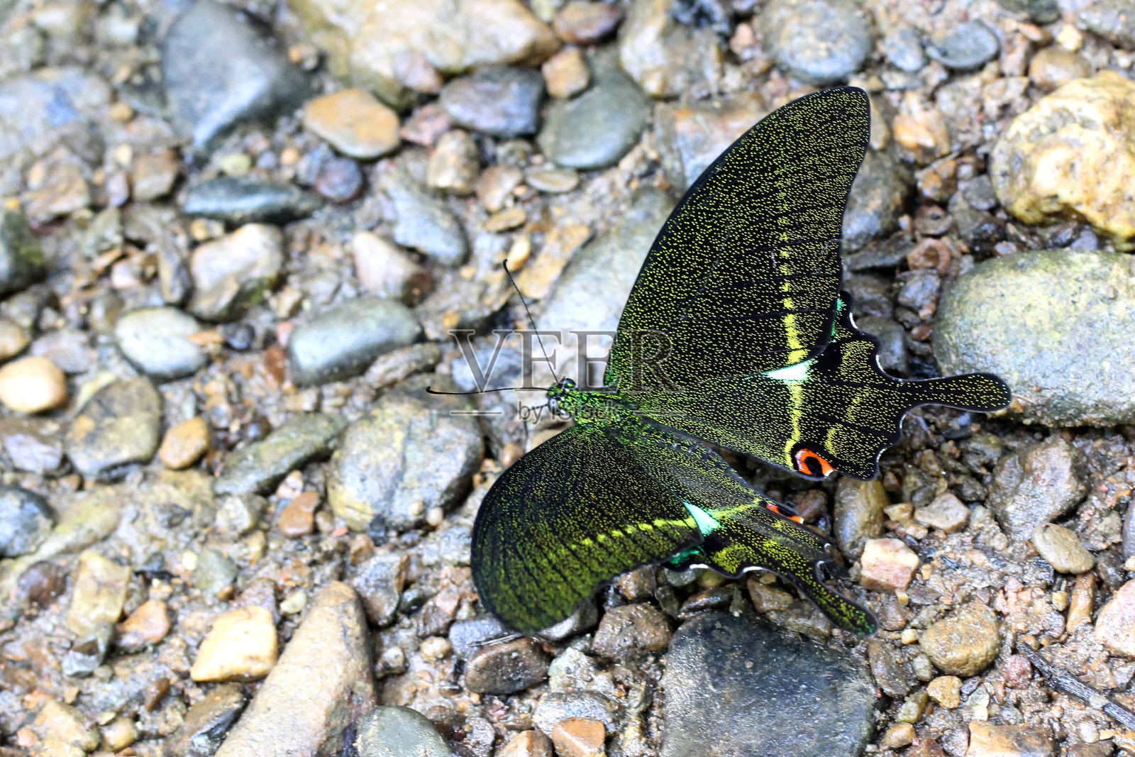 蝴蝶照片摄影图片