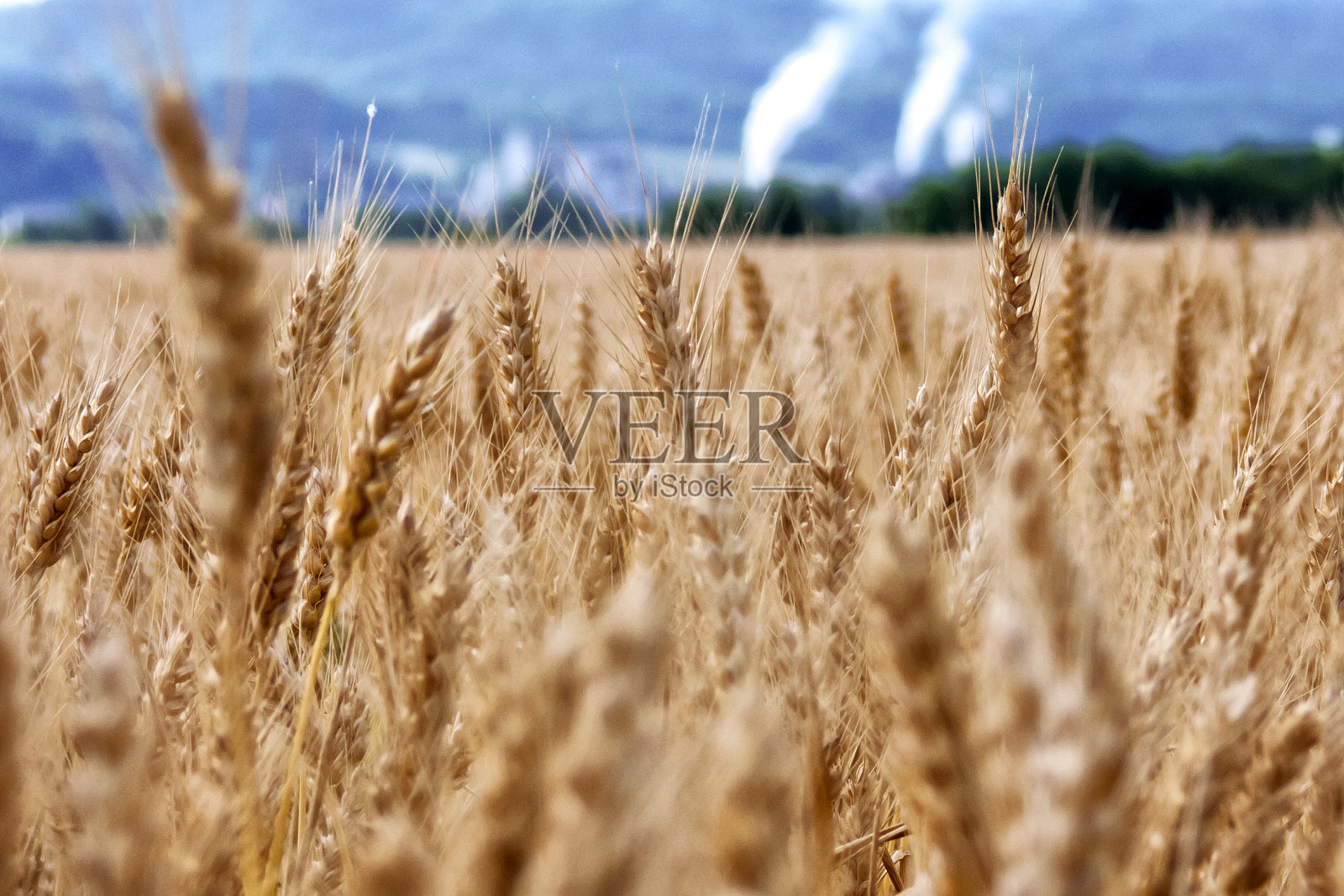 粮食领域照片摄影图片