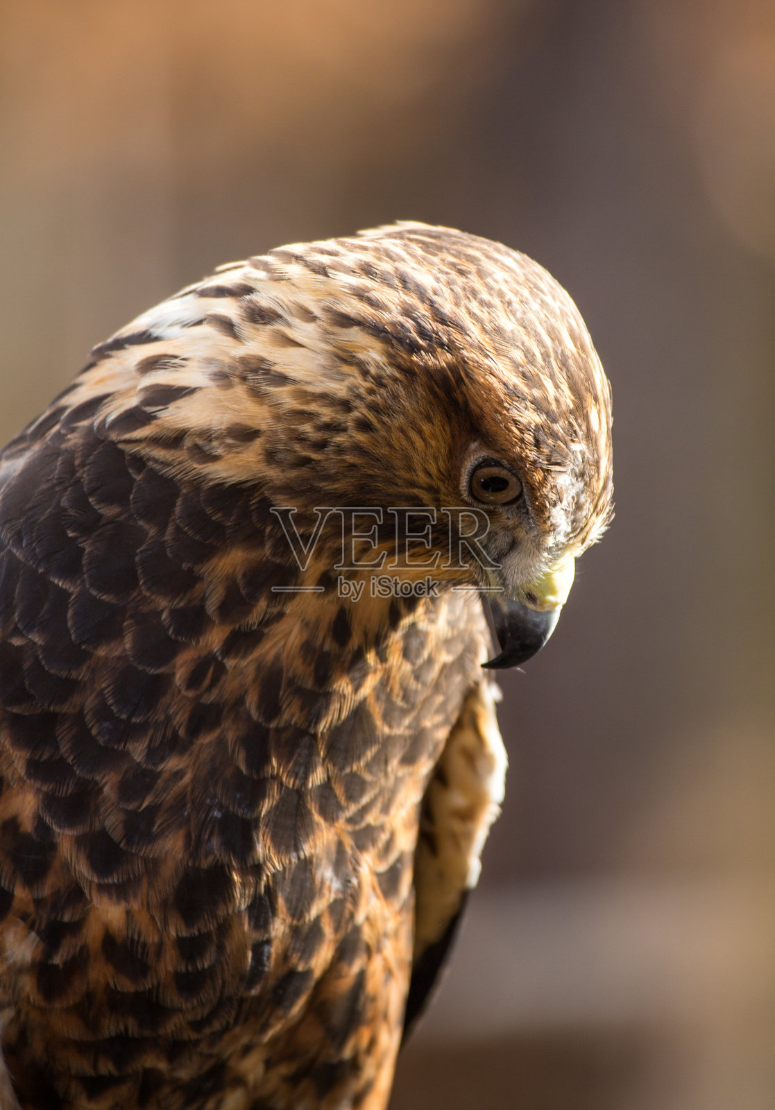 斯文森的鹰照片摄影图片
