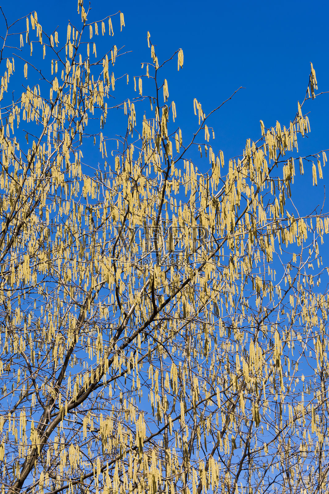 榛树在早春的一个阳光明媚的日子照片摄影图片