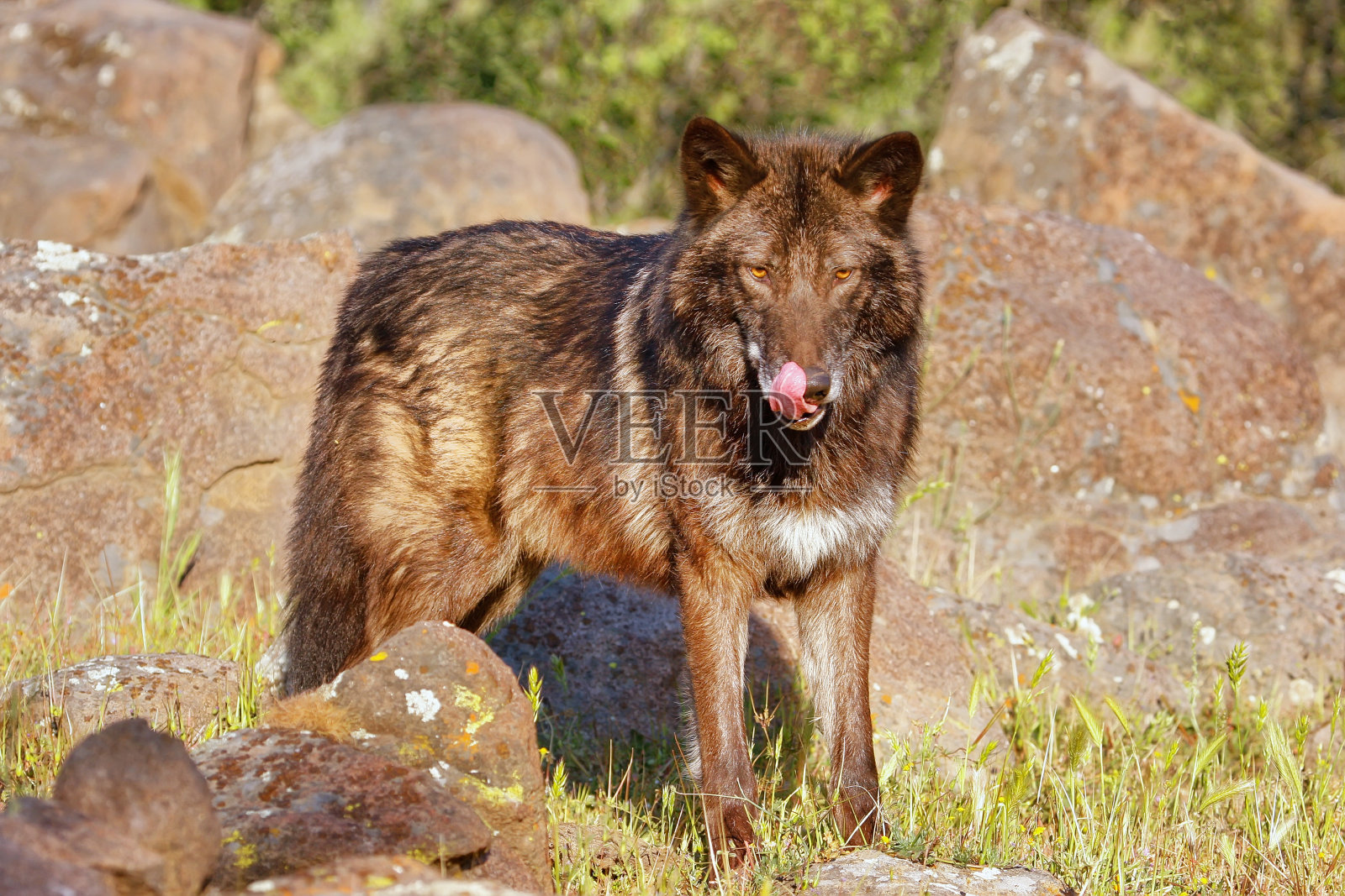 灰狼(犬类)照片摄影图片