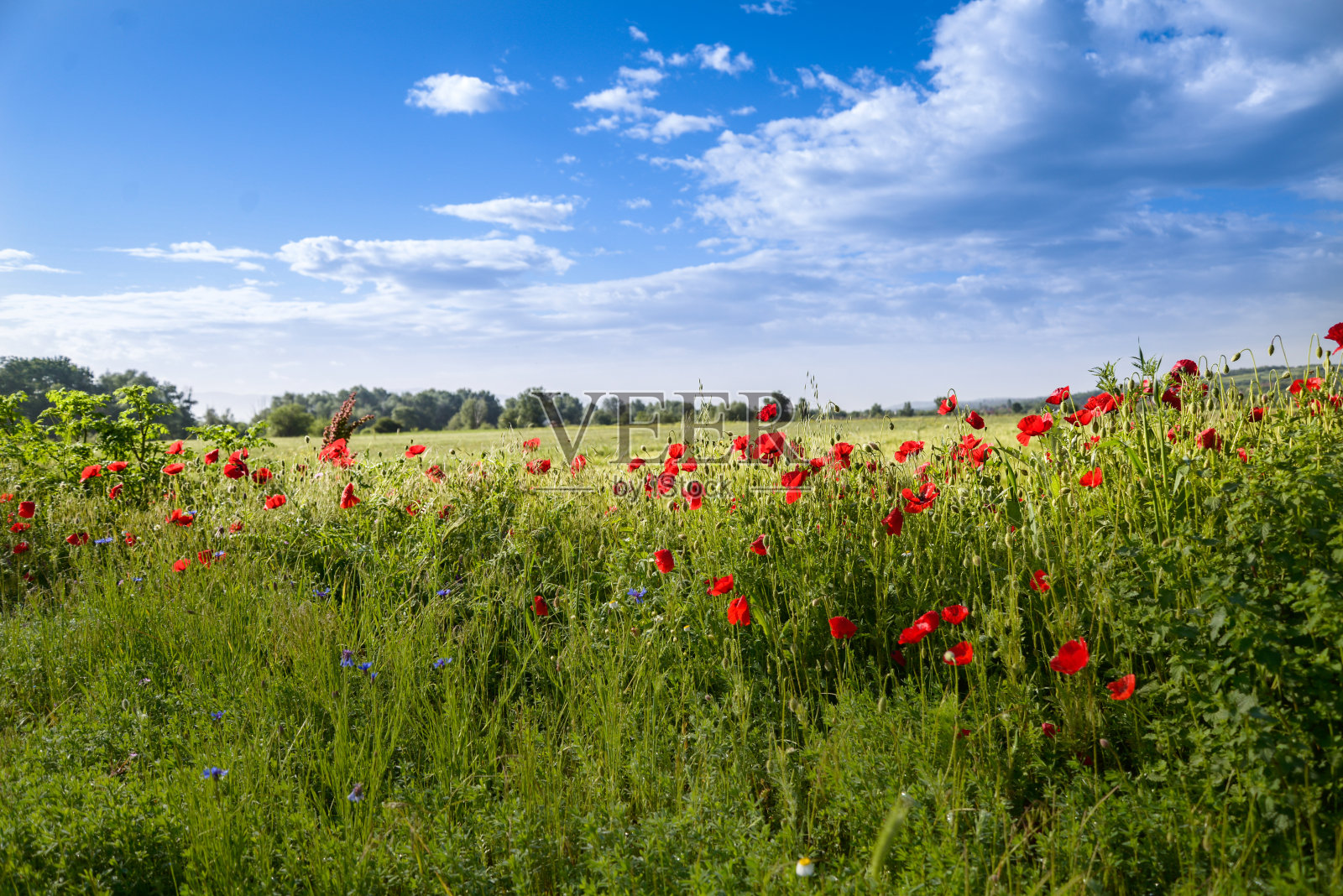 春天的时间照片摄影图片