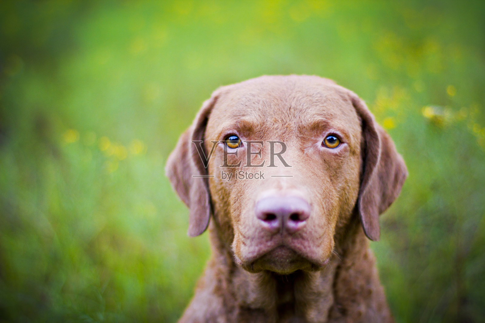 狗:切萨皮克湾寻回犬的肖像照片摄影图片