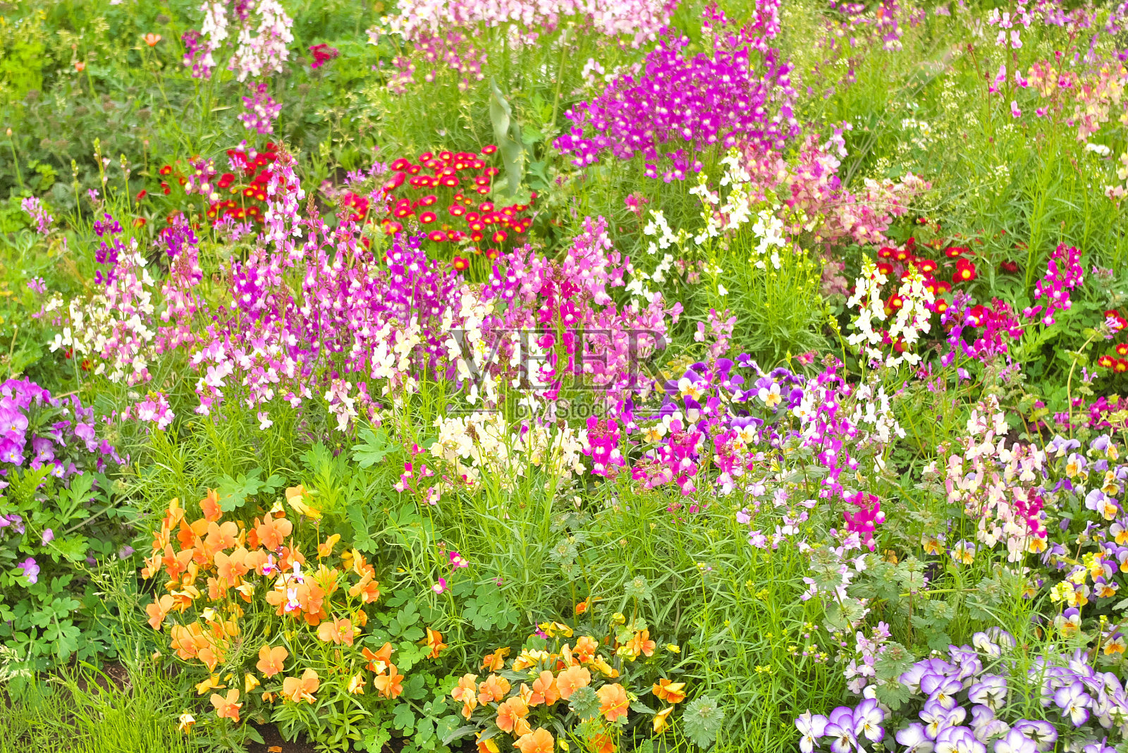 花照片摄影图片