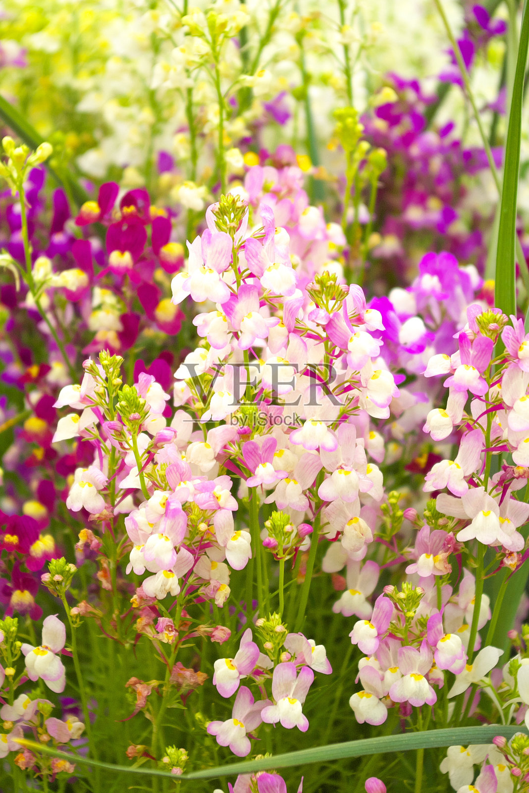 花照片摄影图片