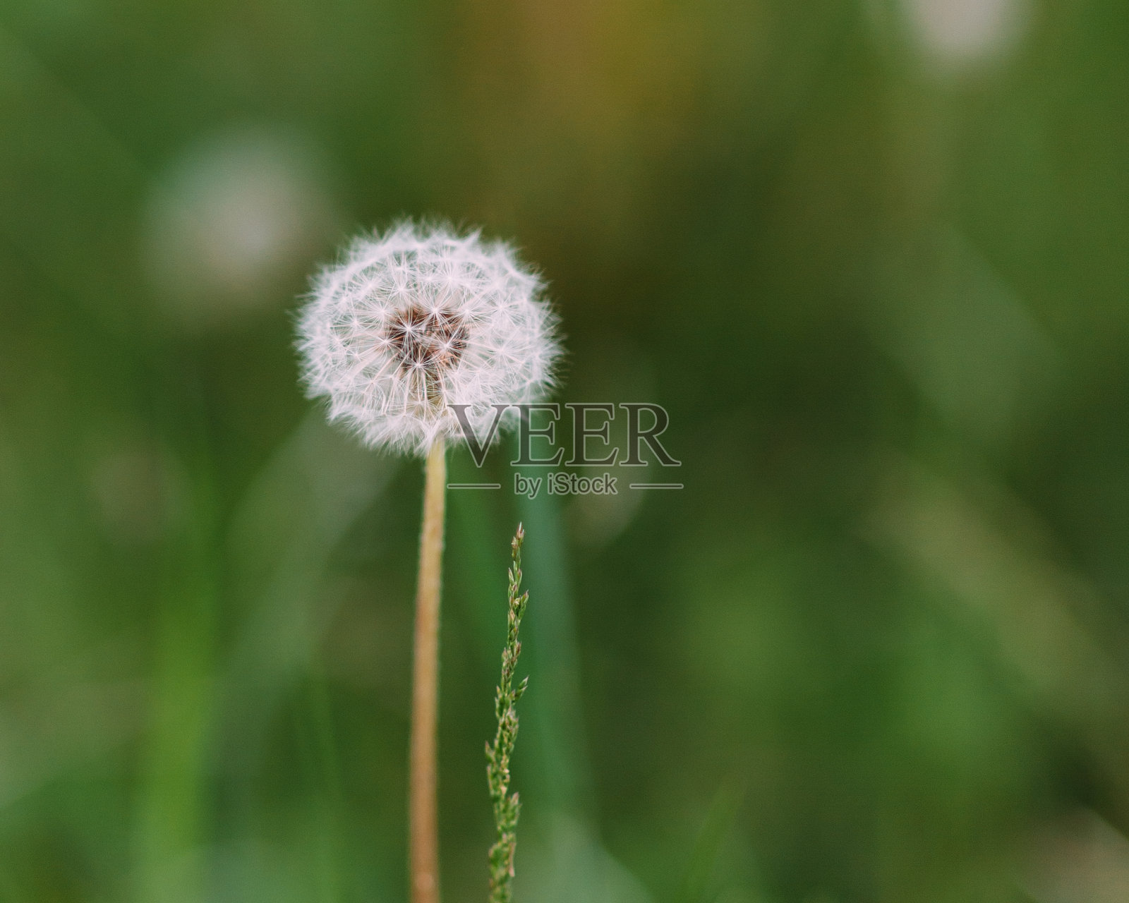 孤单的蒲公英照片摄影图片