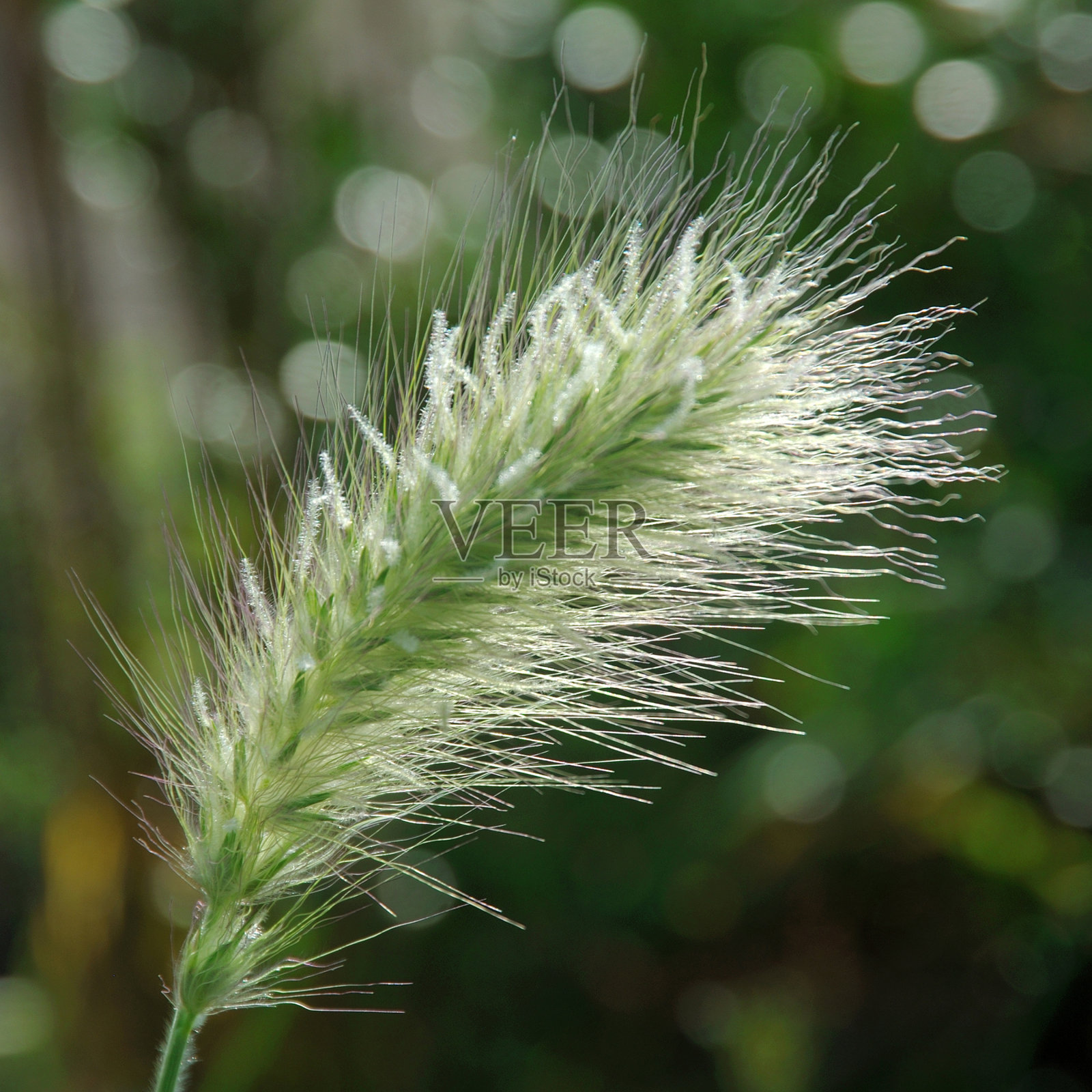 奇异的草头在近距离。照片摄影图片