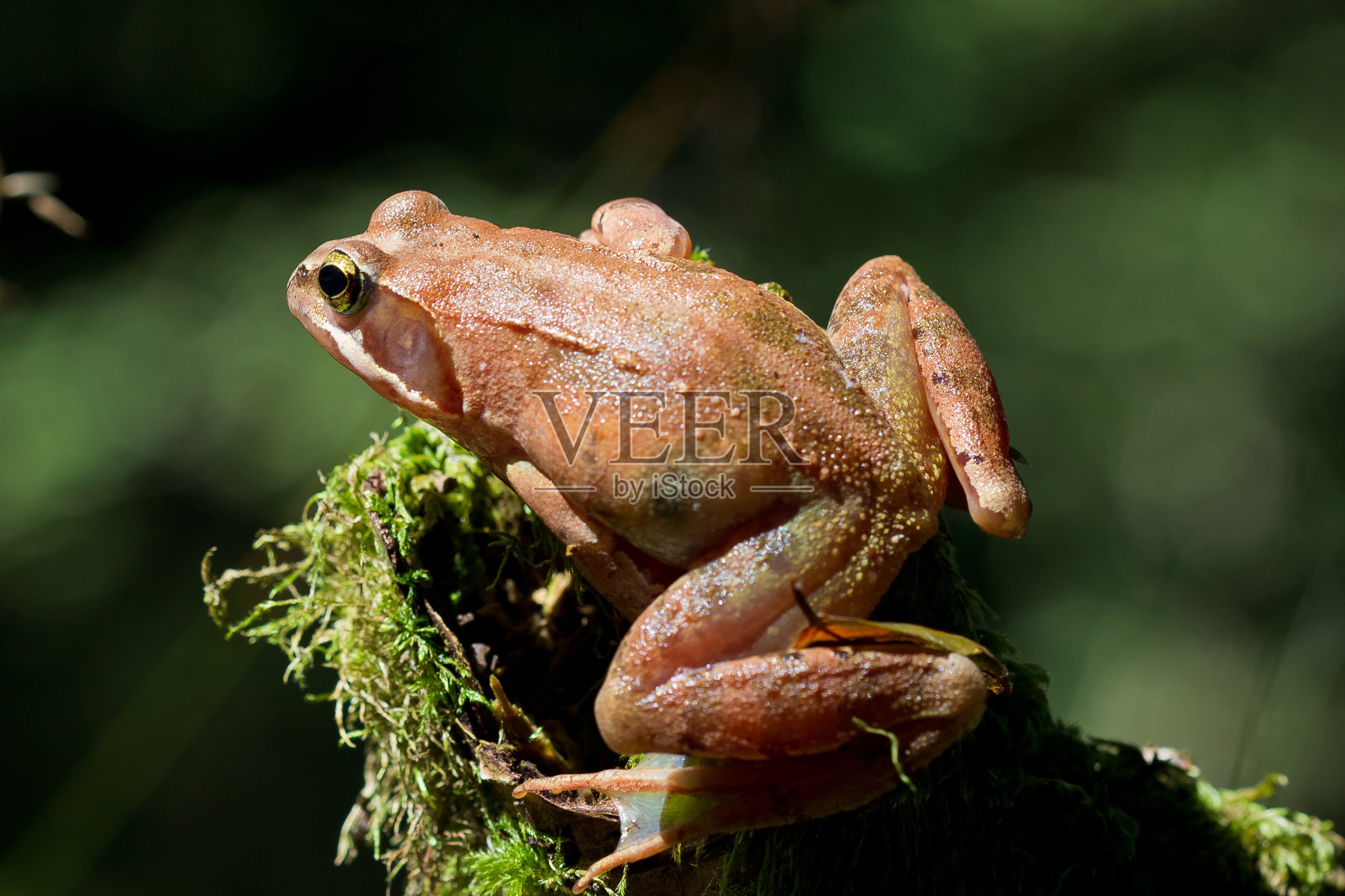 伊比利亚蛙照片摄影图片