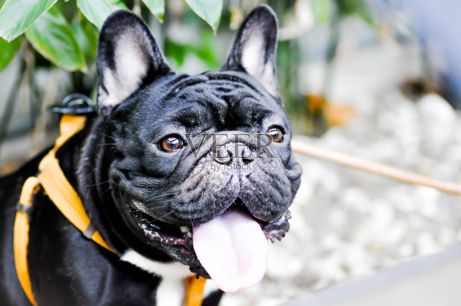 黑色的法国斗牛犬照片摄影图片