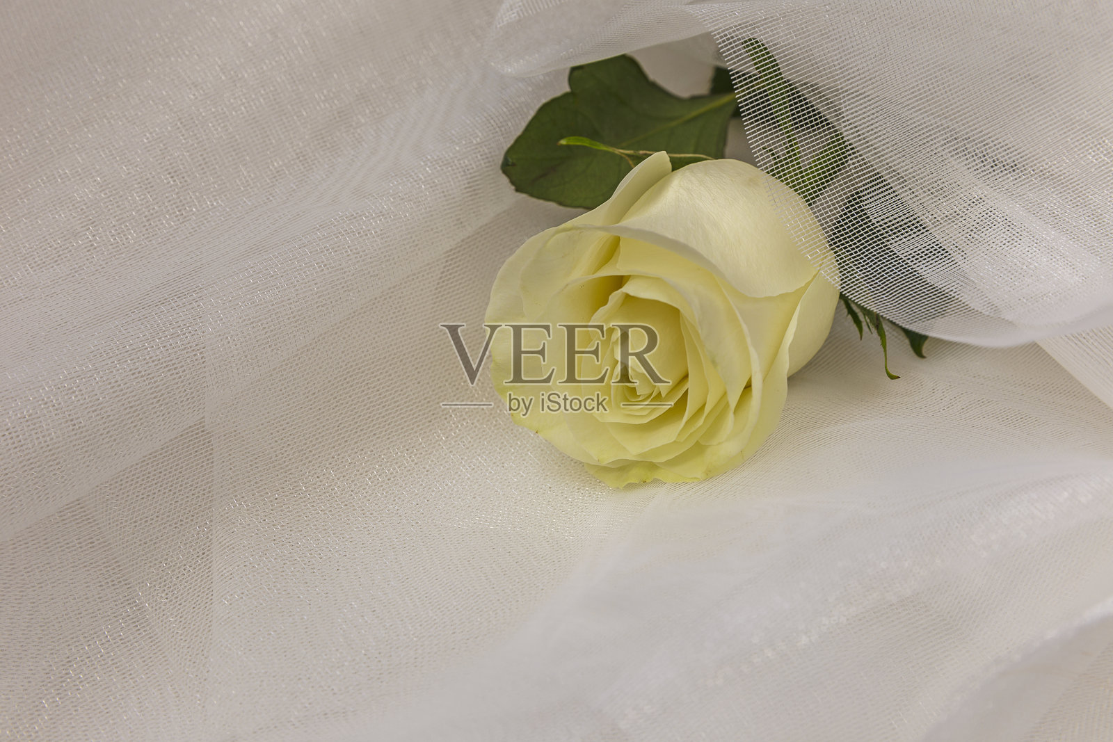 米色的玫瑰和白色薄纱上的缎带照片摄影图片